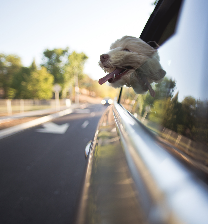 Dog car window